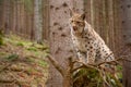 Eursian lynx standing on a windthrow in autmn forest with blurred background.