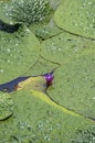 Euryale ferox, commonly known as the prickly waterlily