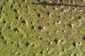 Euryale ferox green leaf detail