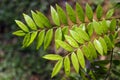 Eurycoma Longifolia Jack commonly known as Tongkat Ali Royalty Free Stock Photo