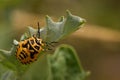 Painted bug Eurydema dominulus looking for prey on summer plants in Romania Royalty Free Stock Photo