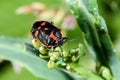 Eurydema oleracea, bug Royalty Free Stock Photo