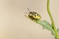 Hemipteros, Insects in their natural environment. Macro photography.