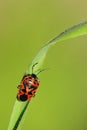 Hemipteros, Insects in their natural environment. Macro photography.