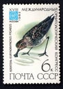 Eurynorhynchus Pygmeus. Birds on post stamp isolated on blac Royalty Free Stock Photo