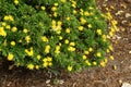 Euryops chrysanthemoides, African bush daisy