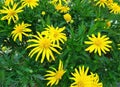 Euryops chrysanthemoides flowers Royalty Free Stock Photo
