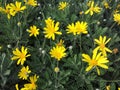 Euryops pectinatus