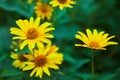 Euryops pectinatus. Yellow flower blooming Royalty Free Stock Photo