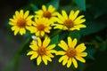 Euryops pectinatus. Yellow flower blooming Royalty Free Stock Photo