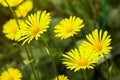 Euryops pectinatus. Yellow flower blooming Royalty Free Stock Photo