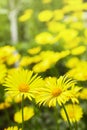 Euryops pectinatus. Yellow flower blooming Royalty Free Stock Photo