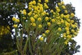 Euryops virgineus `Golden clacker`flowers