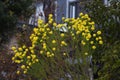 Euryops virgineus `Golden clacker`flowers Royalty Free Stock Photo