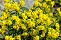 Euryops virgineus Royalty Free Stock Photo