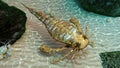 Eurypterid Exploring Seafloor (Sea Scorpion)