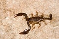 Euscorpius italicus Royalty Free Stock Photo