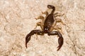 Euscorpius italicus portrait Royalty Free Stock Photo