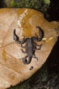 Euscorpuis sp., Small wood scorpion. Kivikha