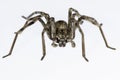 Eusparassus dufouri - Sparassidae. Spider isolated on a white background Royalty Free Stock Photo