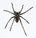 Eusparassus dufouri - Sparassidae. Spider isolated on a white background Royalty Free Stock Photo