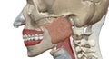 The Eustachian tube is a tube that connects the nasopharynx to the middle ear