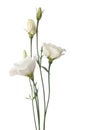 Eustoma