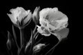 eustoma bloom in black and white photo