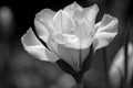 eustoma bloom in black and white photo