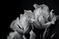 eustoma bloom in black and white photo