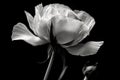 eustoma bloom in black and white photo