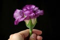 eustoma bloom in fisted hand, showing off its full beauty