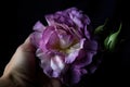 eustoma bloom in fisted hand, showing off its full beauty