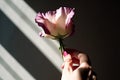 eustoma bloom in the hand, with sunlight and shadows