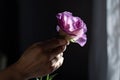 eustoma bloom in the hand, with sunlight and shadows