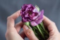 eustoma bloom in the hand of a woman, close-up