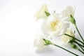 eustoma bloom on white background, with copy space for your text