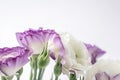 eustoma bloom on white background, with copy space for your text