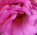 eustoma flower close-up as a background for artists