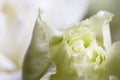 Eustoma flower fragment macro