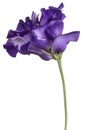 Eustoma flower isolated