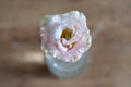 Eustoma flower. Top view