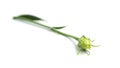 Eustoma flower on a white background. Lisianthus. Royalty Free Stock Photo