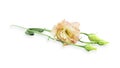 Eustoma flower on a white background. Lisianthus. Royalty Free Stock Photo