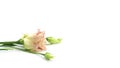 Eustoma flower on a white background. Lisianthus. Royalty Free Stock Photo