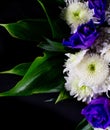 Eustoma flowers on a black background. White and purple eustoma flowers on a black background. Place for an inscription Royalty Free Stock Photo