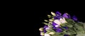 Eustoma flowers on a black background. White and purple eustoma flowers on a black background. Place for an inscription Royalty Free Stock Photo