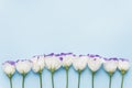 Eustoma flowers on a blue pastel background. The concept of spring, love and freshness. White flowers with a purple border. lat