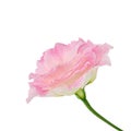 Eustoma (Lisianthus) flower isolated. Clipping path.