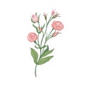 Eustoma or lisianthus pink blooming flower hand drawn on white background. Natural drawing of garden cultivated